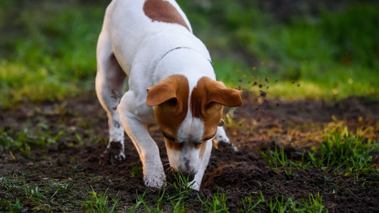 dog digging