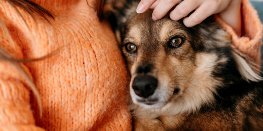 10 Heartwarming Signs Your Dog Truly Loves You