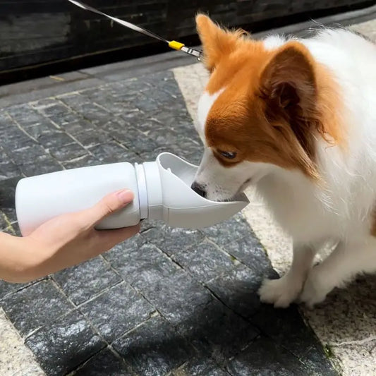 dog drinking