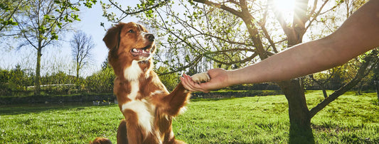 dog training