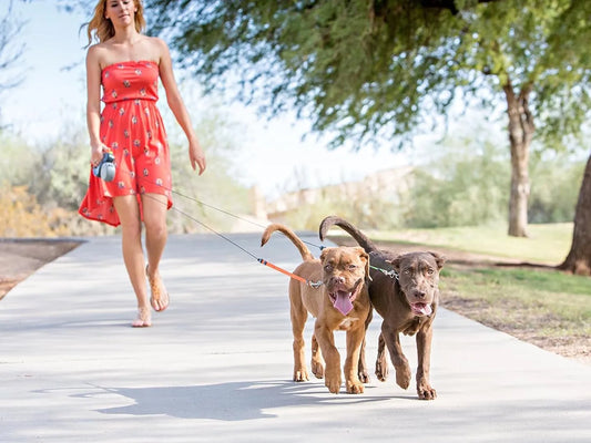 The 5 Essential Dog Accessories Every Pet Owner Needs This Summer