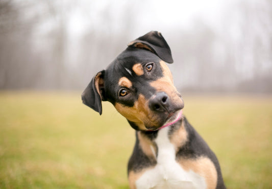 dog head tilt