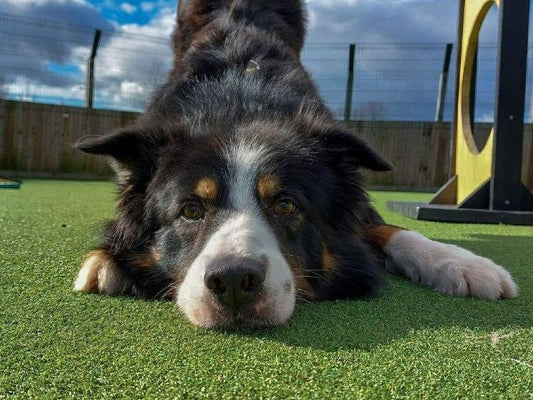 Why Does My Dog Do That? 7 Curious Dog Behaviors Explained" Meta Description