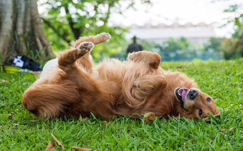 dog rolling