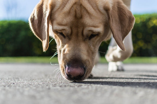 dog sniffing