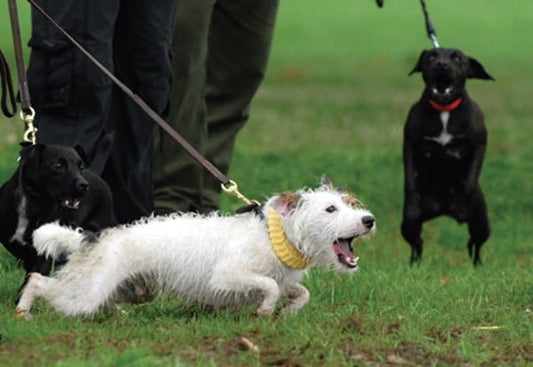 dog pulling