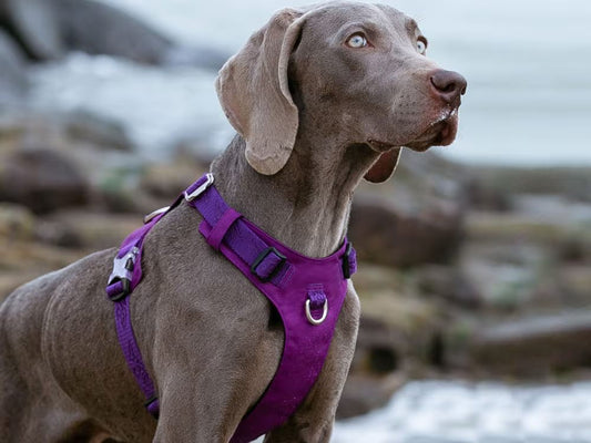 Happy dog wearing stylish harness with interactive toy and leash – top accessories of 2025
