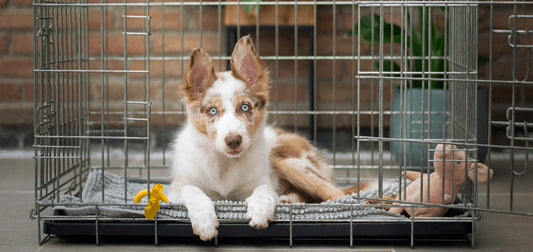 dog crate training