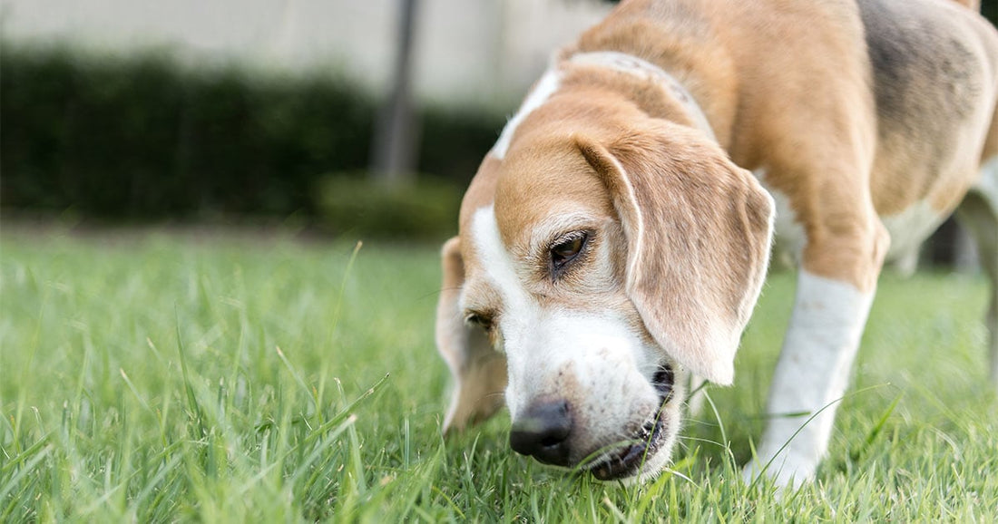 dog eating grass