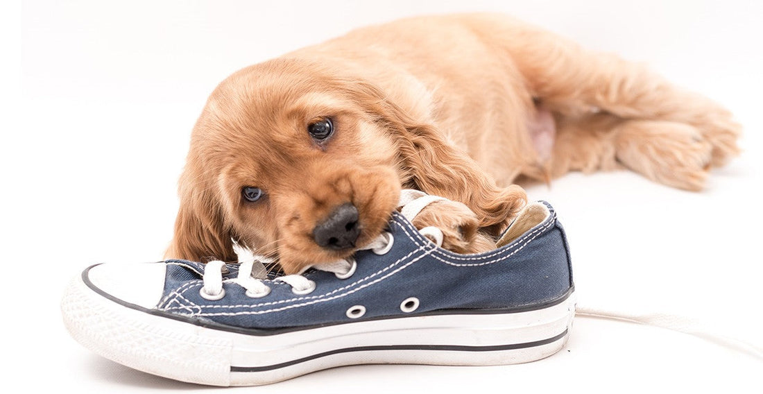 dog chewing