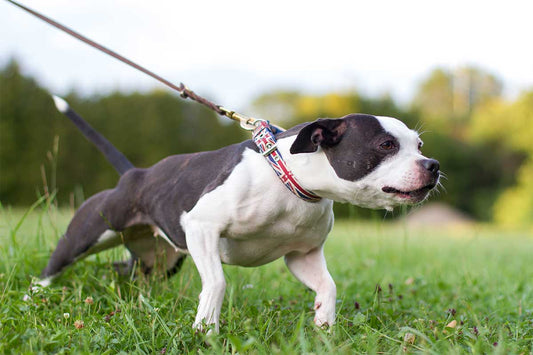 dog pulling