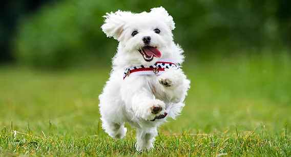 dog zoomies