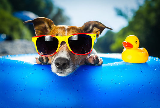 How to Keep Your Dog Safe in Hot Weather