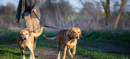 two dogs walking