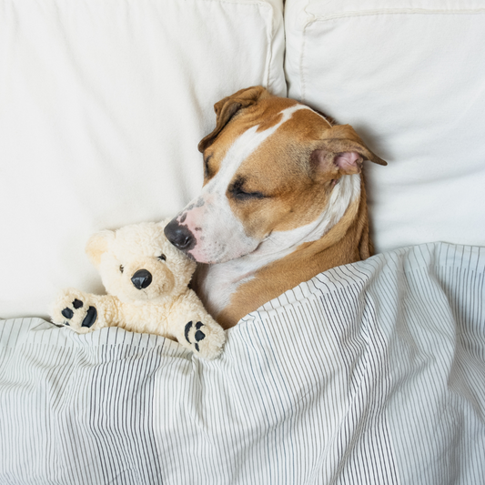 dog sleeping