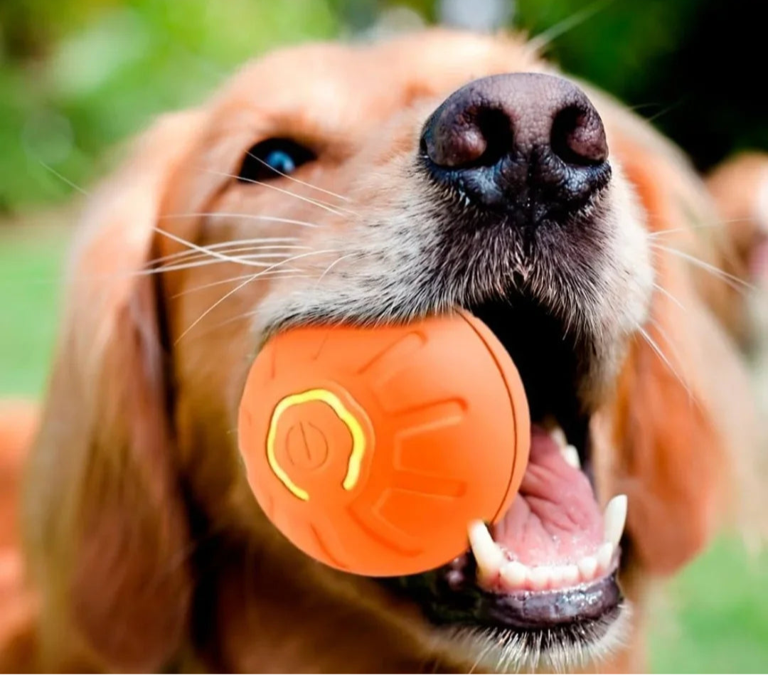 Pet Bouncing Ball