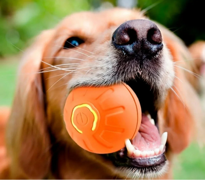 Pet Bouncing Ball